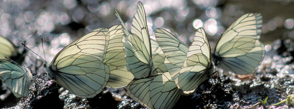 Natura 2000